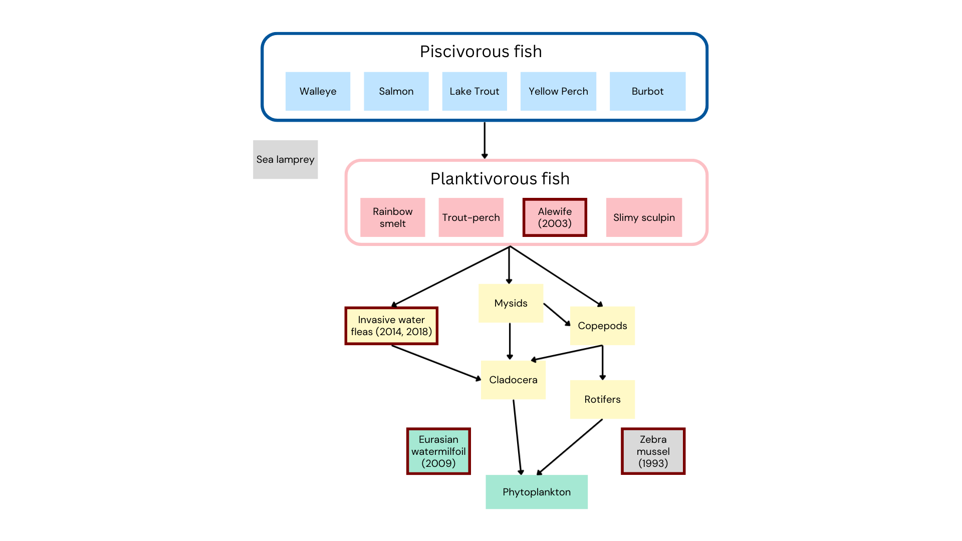 Moderately complex food web specific to Lake Champlain