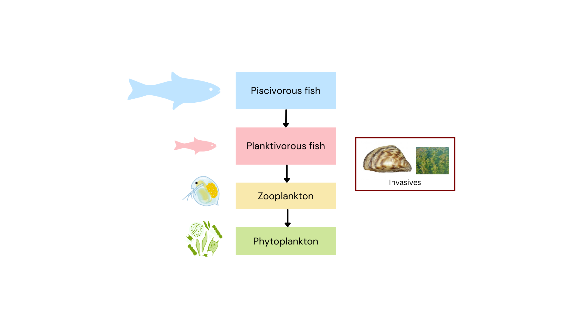 Simple food web specific to Lake Camplain