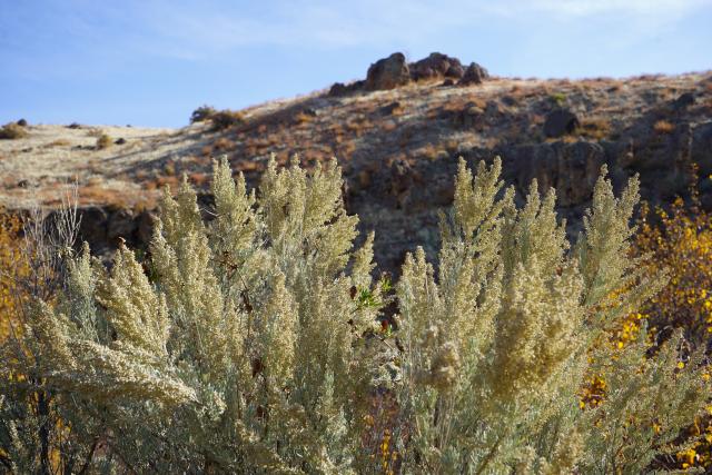 Sagebrush!