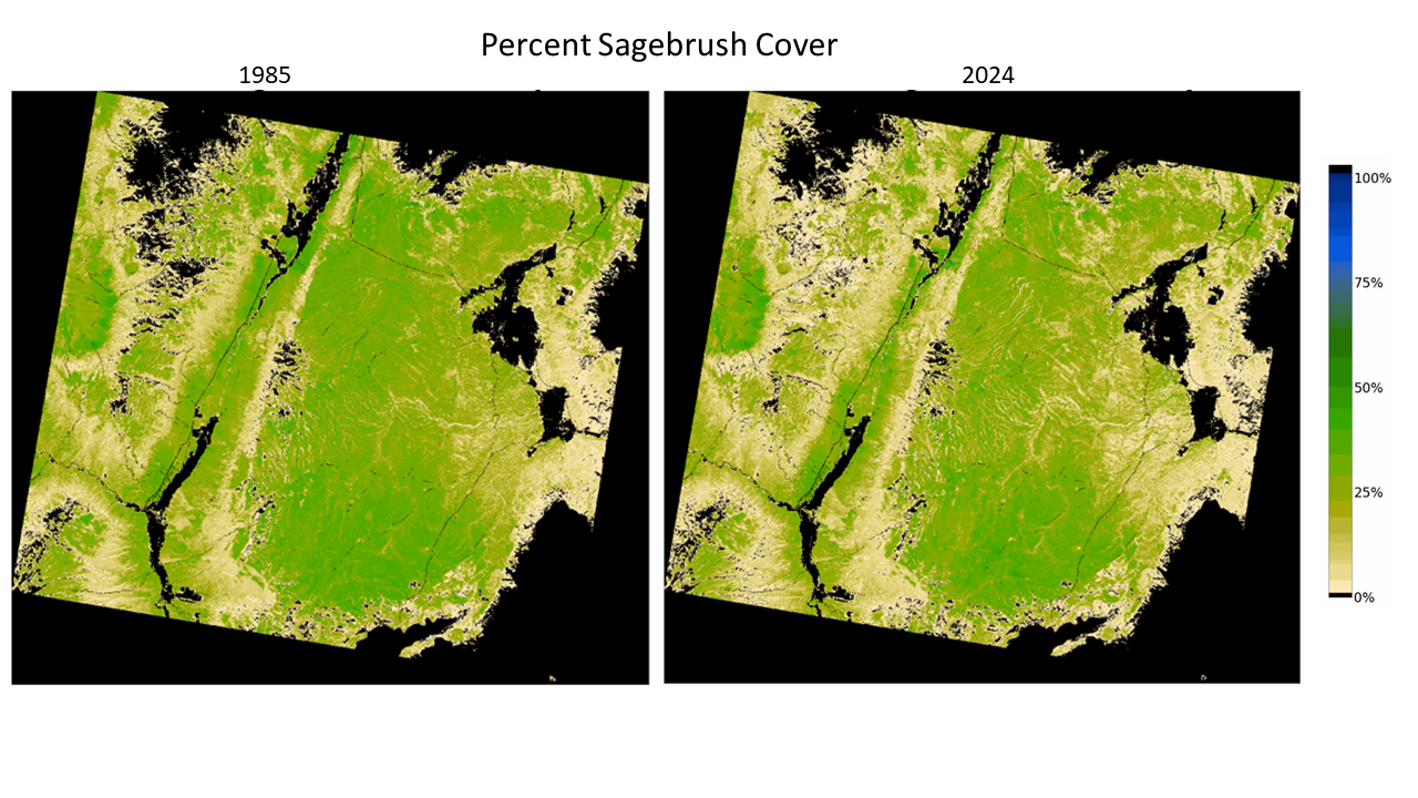 Percent Sagebrush Cover 1985 and 2024